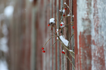 Red Berries with snow against worn fence