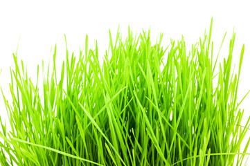 Fototapeta na wymiar Christmas wheat, grass isolated on white background.