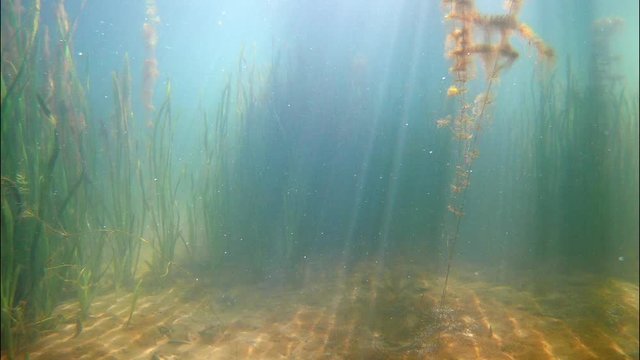vallisneria plants and algae grow in a shallow freshwater pond, sun rays play with waves in crystal clear fresh water on a sunny summer day, bright underwater flora and landscape video footage