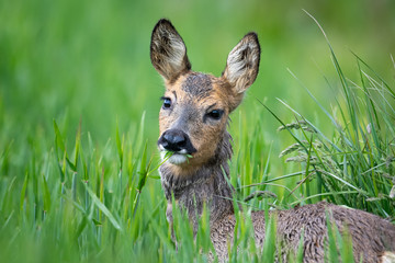 Äsende Ricke an einem Feldrand im Mai