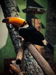 toucan on a branch