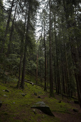 Beautiful vertical view of a deepand green firs forest during a rainy day. Italian Alps