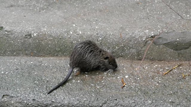 Small nutria in the zoo