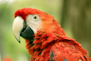 Scarlet Macaw