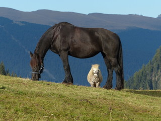 horse and pony