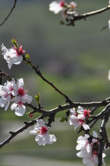 almond tree blossom