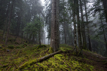 Misty landscape view of a wild green fir forest. Mountain fog and fallen trunks.