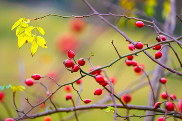 image of a hawthorn branch in autumn
