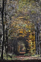 trees in autumn forest