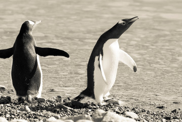 Obraz premium Gentoo Penguin in Neko Harbour, Península Antártica.