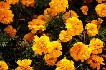 Yellow marigold flowers in the garden
