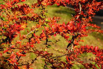 Bush with red autumn leaves