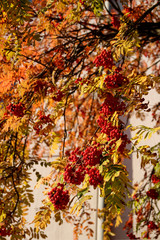 Pretty autumn foliage and red ripe rowan berries