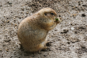 Prairie dog sitting on bare ground