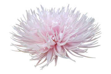 one flower Aster pink color with needle-like petals closeup isolated on white background