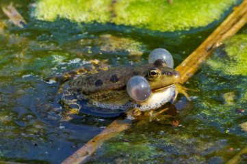 The pool frog in a water inflating vocal sacs