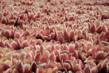 Tulip flower full frame  red yellow 