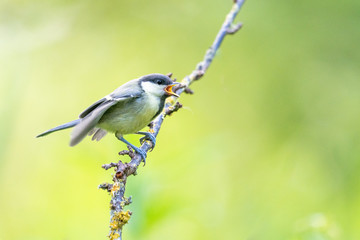 Kohlmeise Jungvogel
