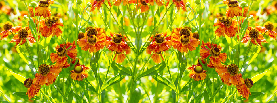 Helenium blossom panoramic backdrop. Autumn flower yellow orange brown gelenium on a background of green foliage grass, beautiful floral banner natural background