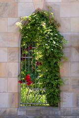 Fototapeta na wymiar Urban plants Outdoor Garden Window and roses 