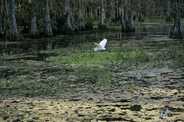Bird flying in the Louisiana Swamp