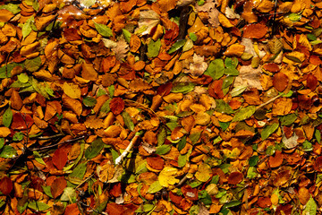 Autumn background, fallen leaves in the lake