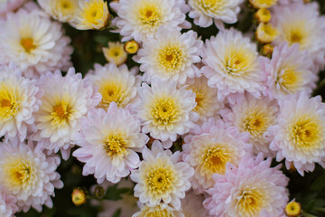 Fill frame with white flowers soft light 