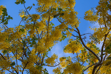 yellow tree in autumn