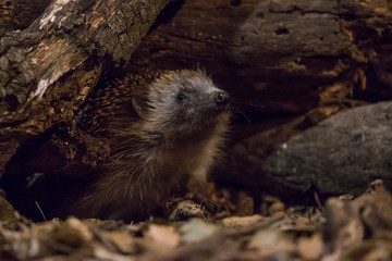 Hedgehog coming out of the burrow.