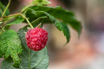 raspberry on a branch