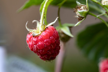 raspberry on a bush