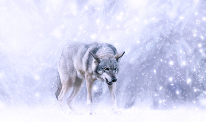 Christmas portrait of fabulous grinning gray wolf canis lupus ready to attack on fairytale winter...