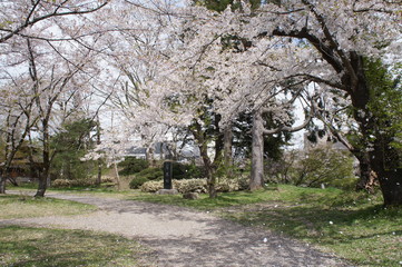 A Flurry of Cherry Blossoms