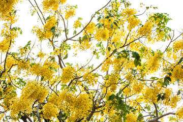 yellow autumn leaves