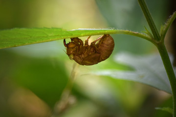Cicada Shell on Leaf, Close-Up