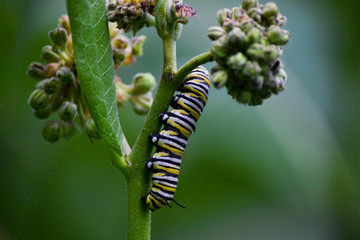 Monarch Caterpillar on Milkweed, Close-Up