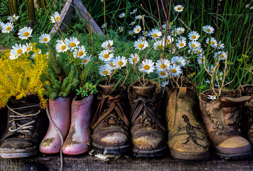 "Recycled" boots and shoes used as flowerpots; near Takaka, New Zealand.
