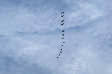 A flock of swans flies against a cloudy spring sky.