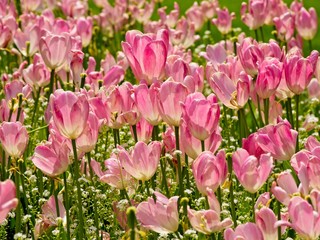 Blooming tulips