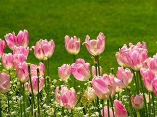 Blooming tulips