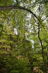 Walk along the mountain forest river