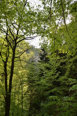 Walk along the mountain forest river