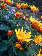 yellow flowers in the garden