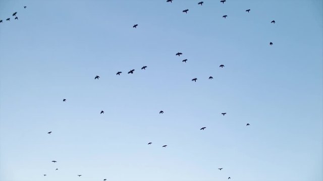 Birds fly high in the sky. Slow motion video
