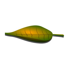 Isolated autumn leaf