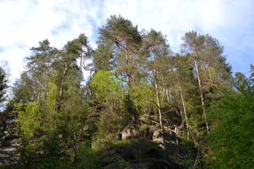 Fototapeta premium Walk along the mountain forest river