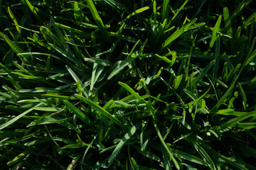 green grass background