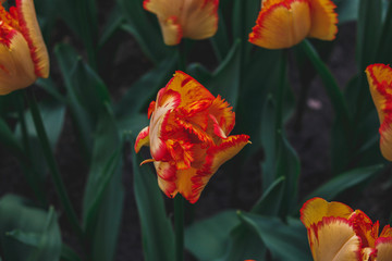 Wonderful field of mixed red and yellow tulips in park in the Netherlands