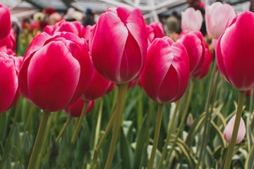 Wonderful field of pink and white tulips in park in the Netherlands