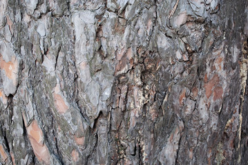 bark of a tree
